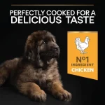 غذای خشک سگ بالغ نژاد بزرگ پروپلن مدل لارج ادالت طعم مرغ وزن 14 کیلوگرم Proplan Large Robust Adult - Image 5