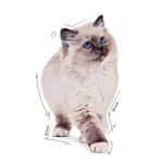 پوچ بچه گربه رویال کنین طعم مرغ در ژله مدل کیتن وزن 85 گرم Royal Canin Kitten in Jelly - Image 6