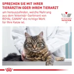 غذای خشک گربه رویال کنین مدل رنال اسپشیال وزن 2 کیلوگرم Royal Canin Renal Special - Image 2